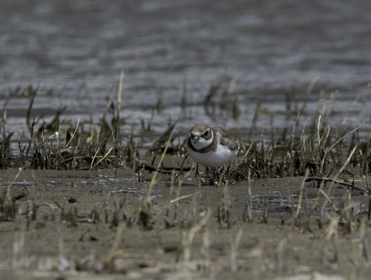 Semipalmated Plover - ned bohman