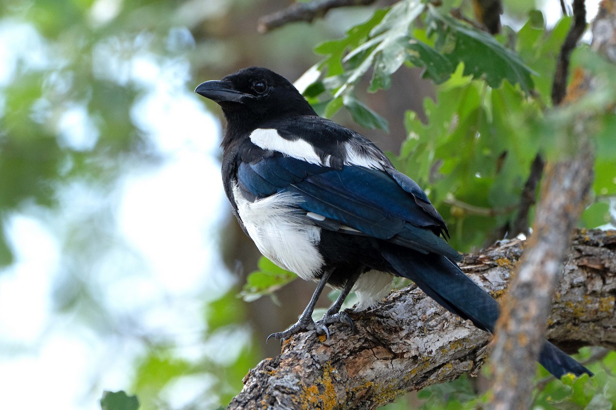 Black-billed Magpie - Susan Elliott