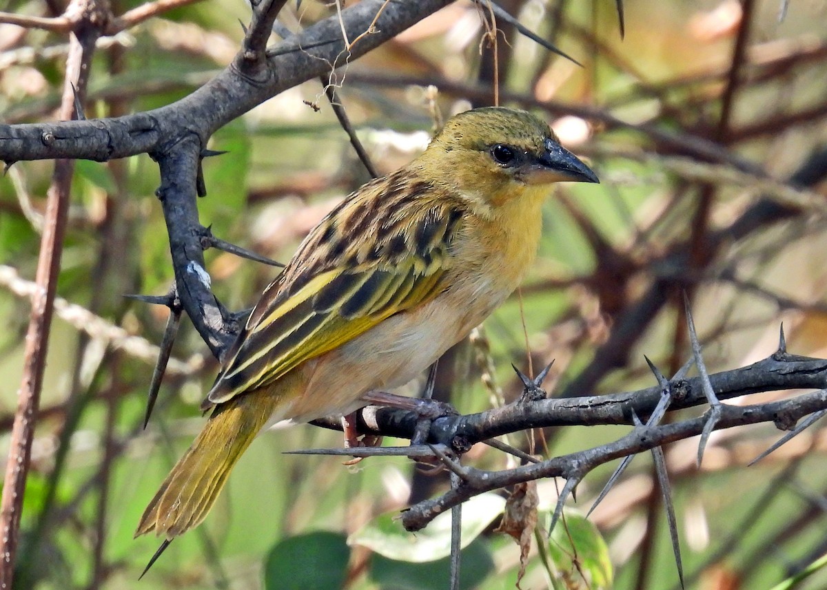 Southern Brown-throated Weaver - ML622894390