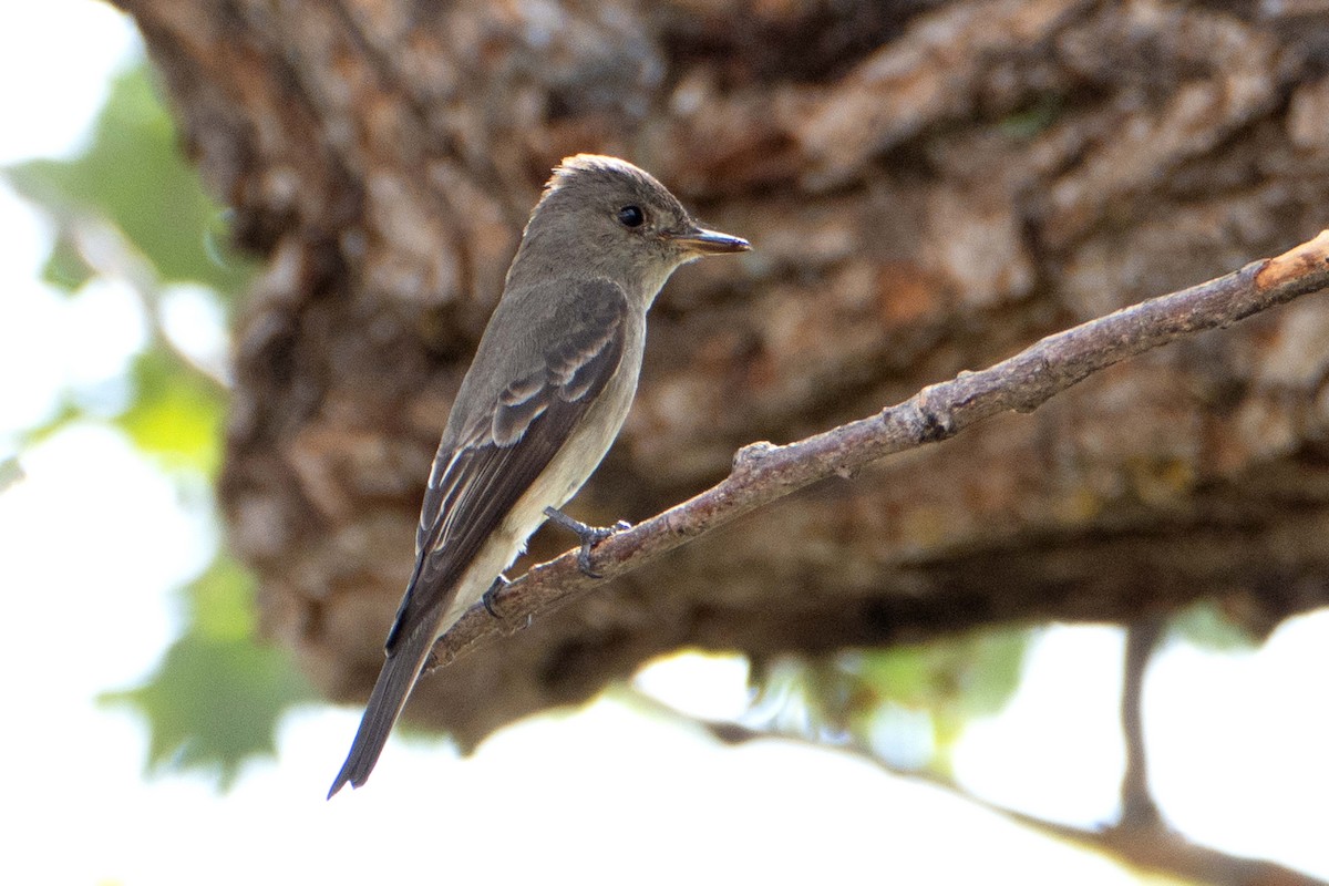 Western Wood-Pewee - Susan Elliott