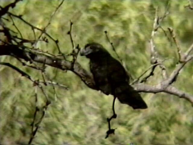 Groove-billed Ani - ML622894525