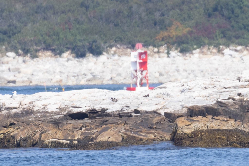 American Oystercatcher - Benjamin Griffith