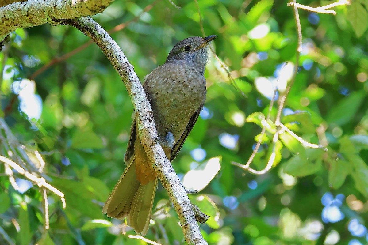 Cinnamon-vented Piha - ML622894618