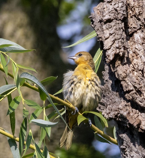 Baltimore Oriole - ML622894638