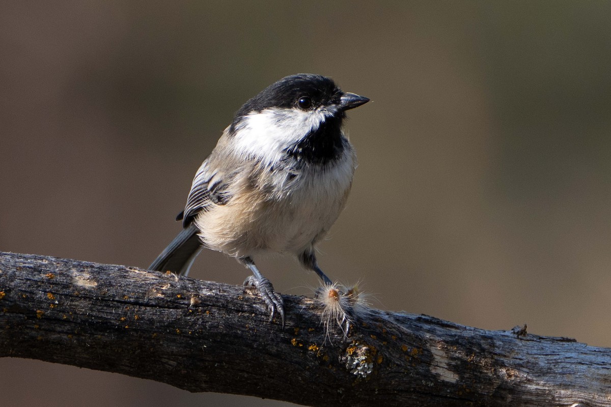 Black-capped Chickadee - Susan Elliott