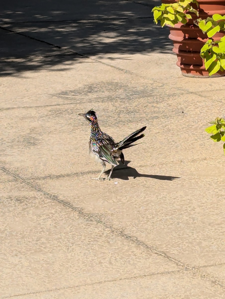 Greater Roadrunner - ML622894729