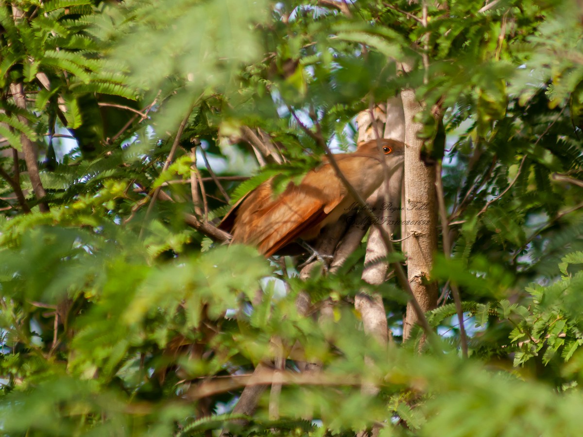 Great Lizard-Cuckoo - ML622894743