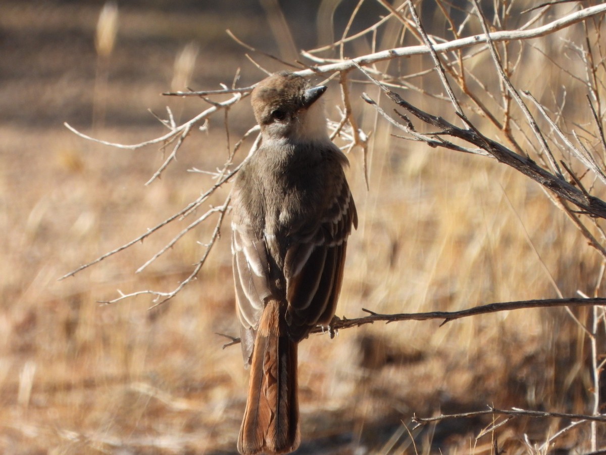 Ash-throated Flycatcher - ML622894758