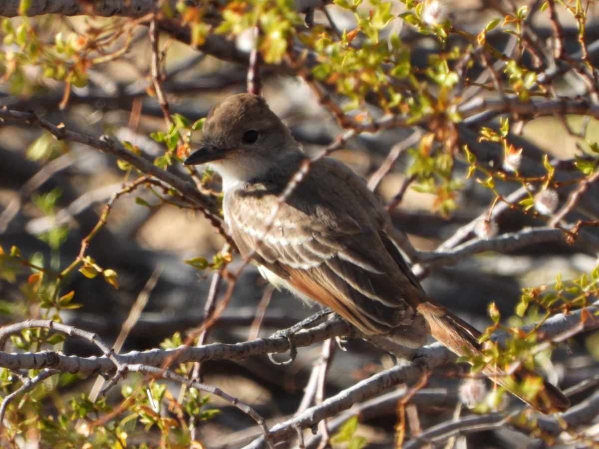 Ash-throated Flycatcher - ML622894759