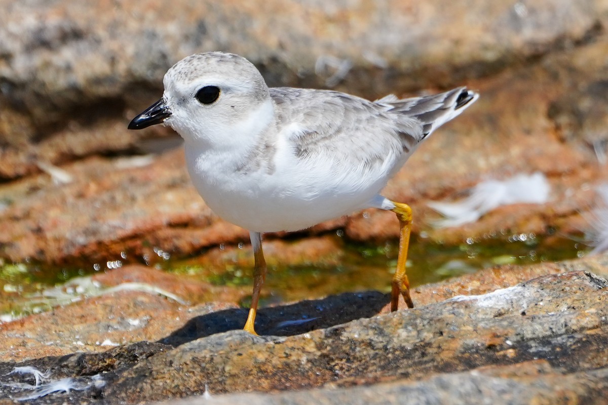 Piping Plover - ML622894771