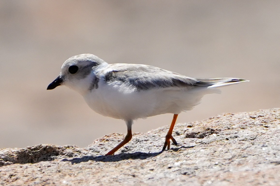 Piping Plover - ML622894773