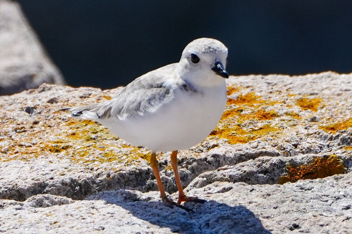 Piping Plover - ML622894781