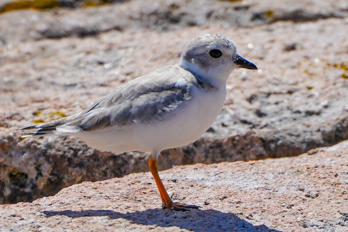 Piping Plover - ML622894782