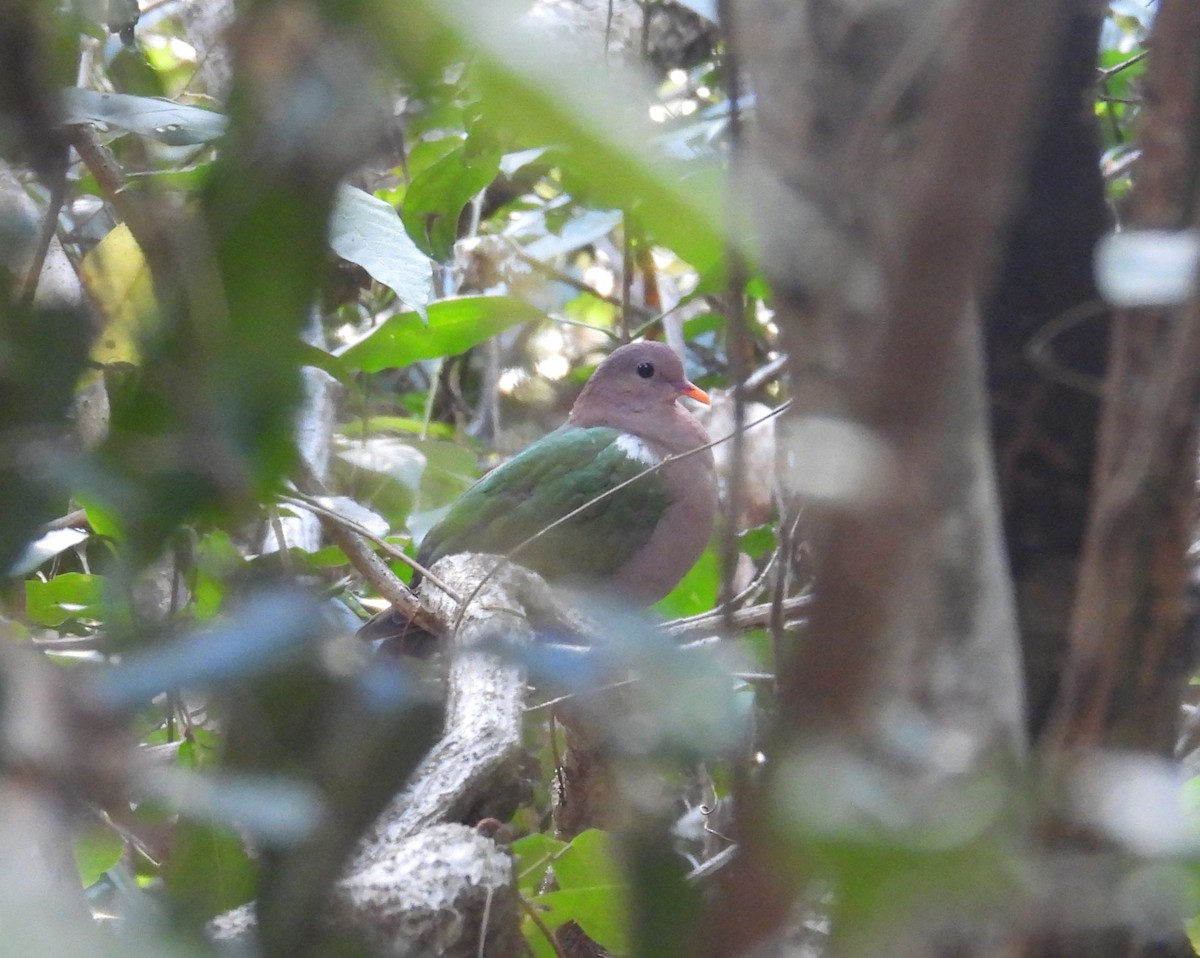 Pacific Emerald Dove - ML622894786