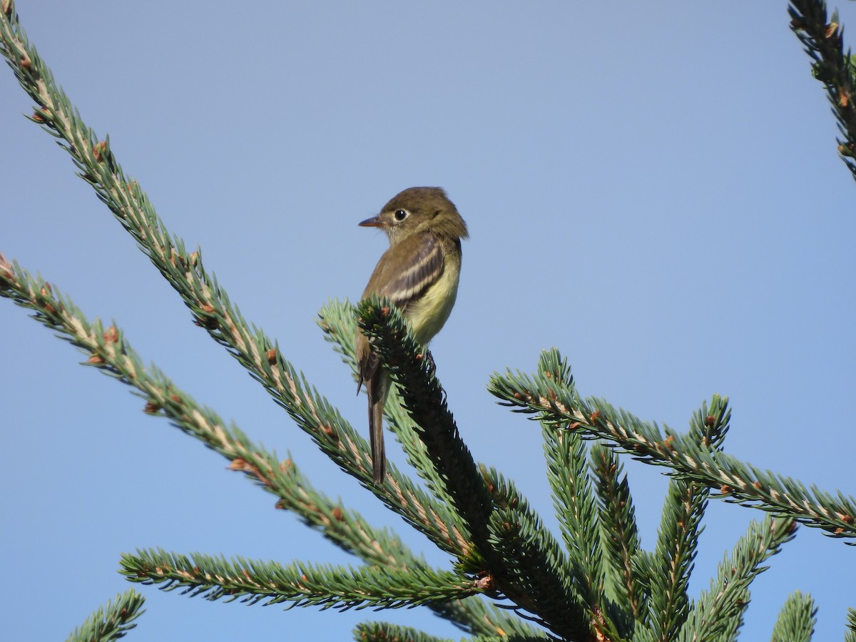 Least Flycatcher - Rhonda Langelaan