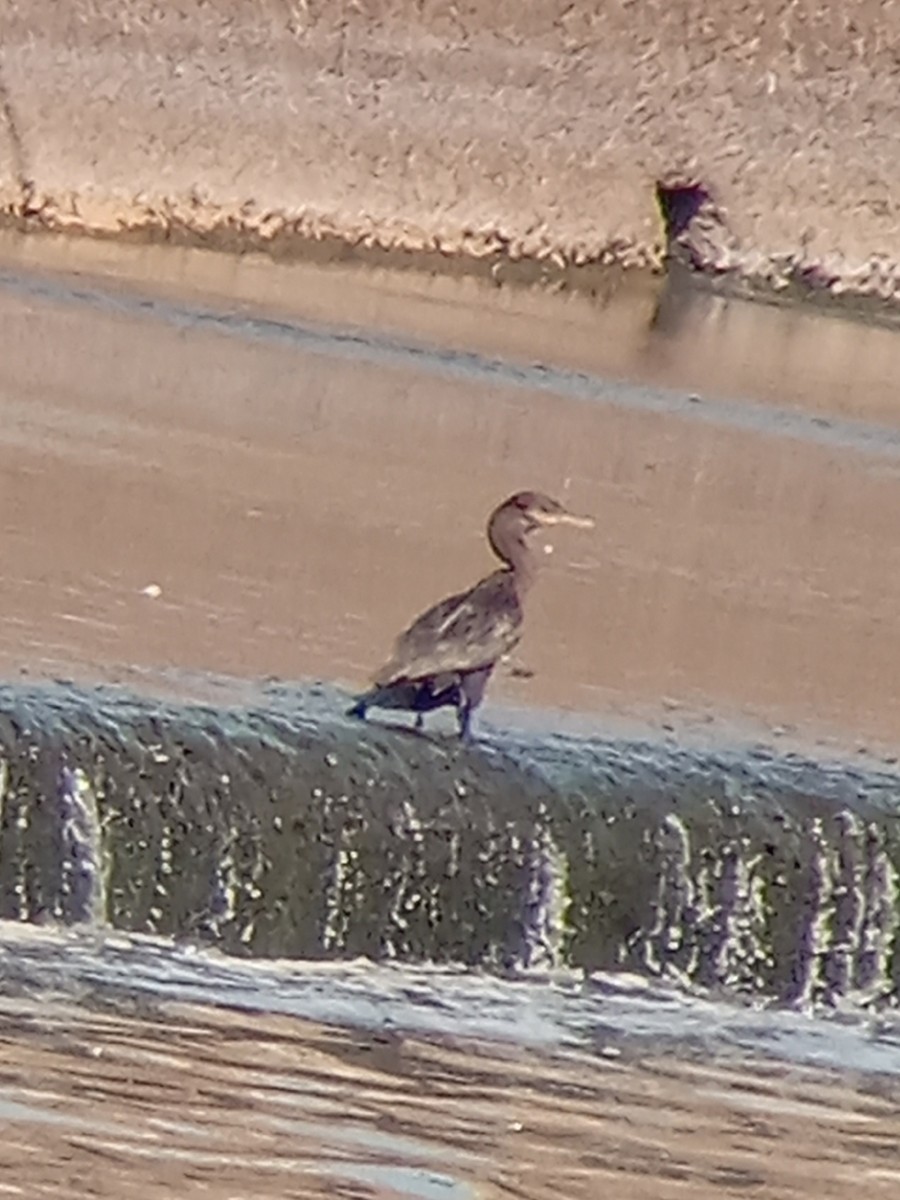 Neotropic Cormorant - Cicero Stewart