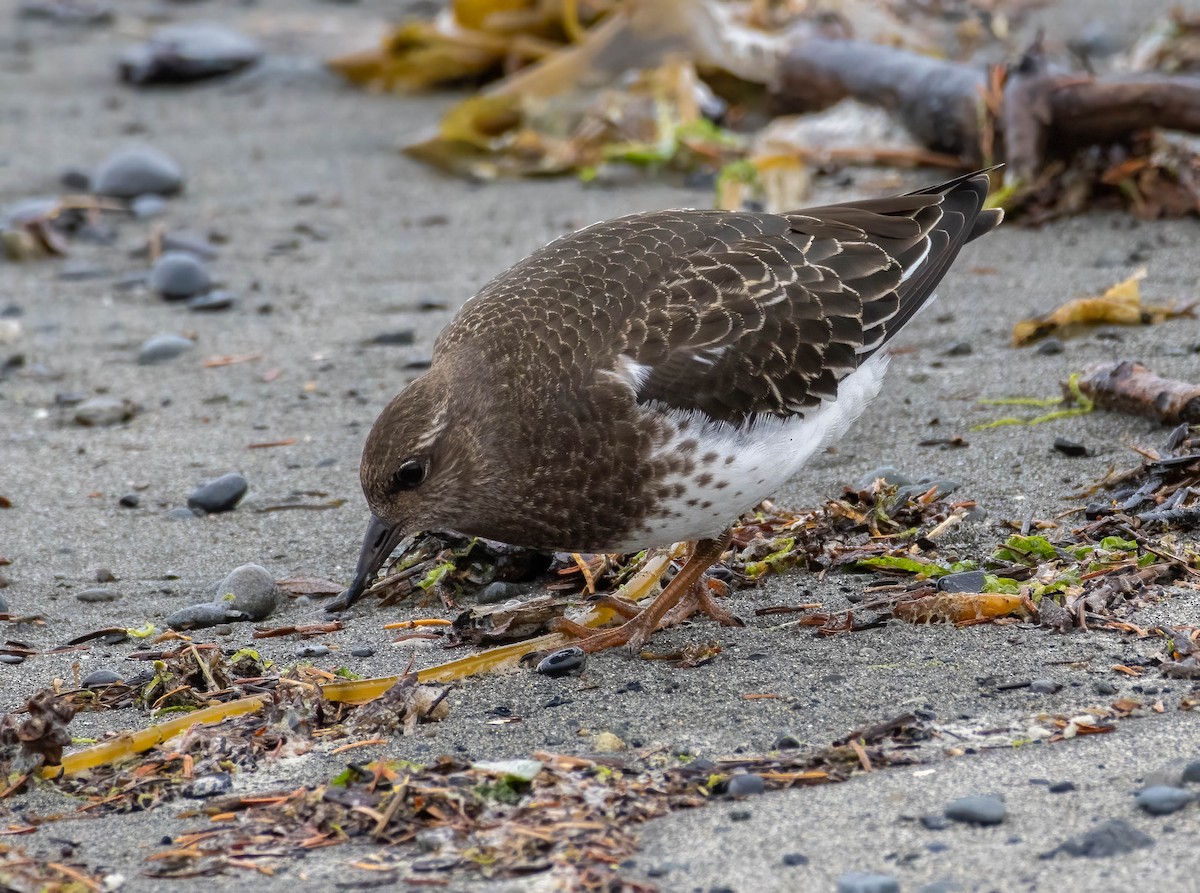 Black Turnstone - Christine Jacobs