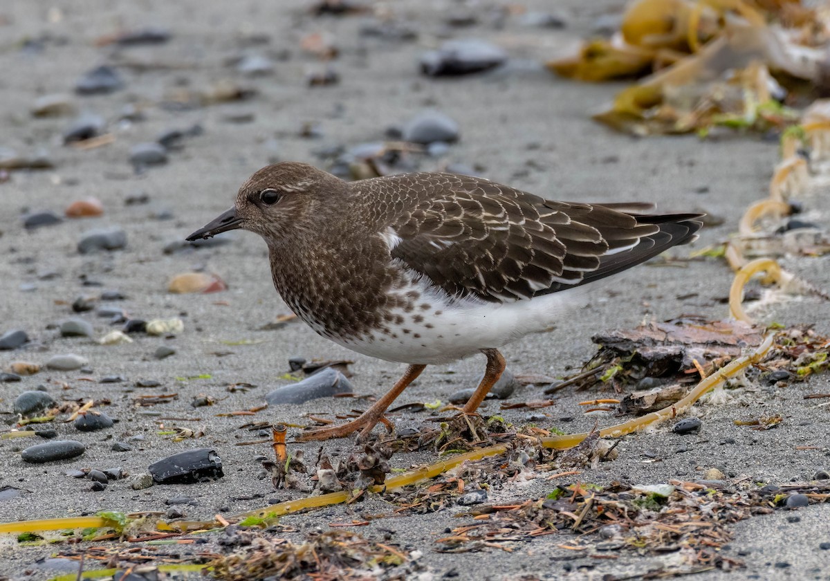 Black Turnstone - Christine Jacobs