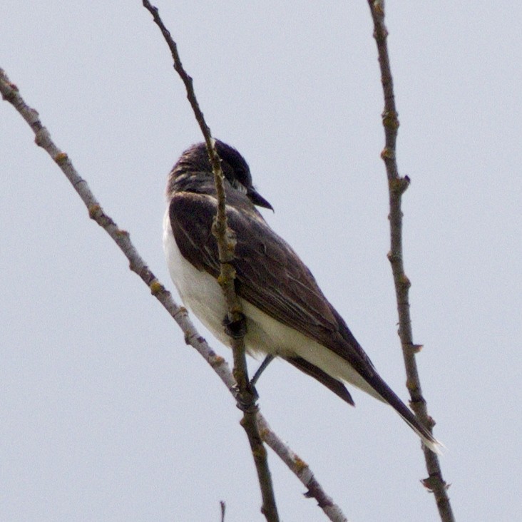 Eastern Kingbird - Eric Peterson