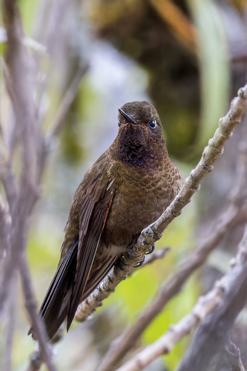 Violet-throated Metaltail - Bradley Hacker 🦜