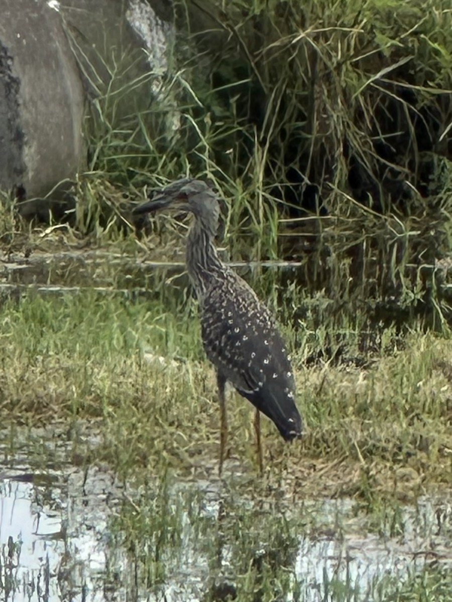 Yellow-crowned Night Heron - ML622894932