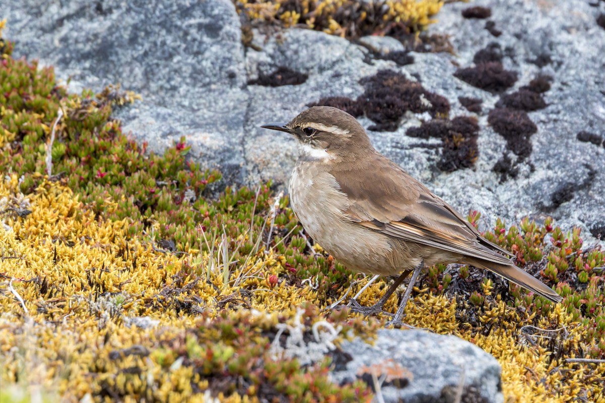 Chestnut-winged Cinclodes - ML622894933