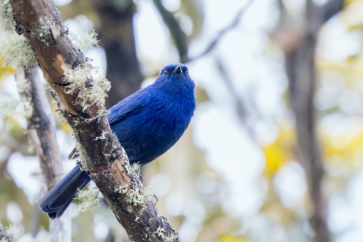 Tit-like Dacnis (petersi/bella) - ML622894943