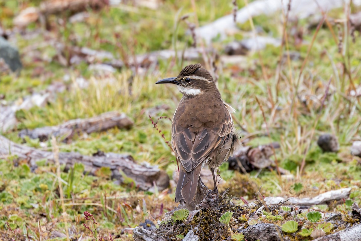 Stout-billed Cinclodes - ML622894960