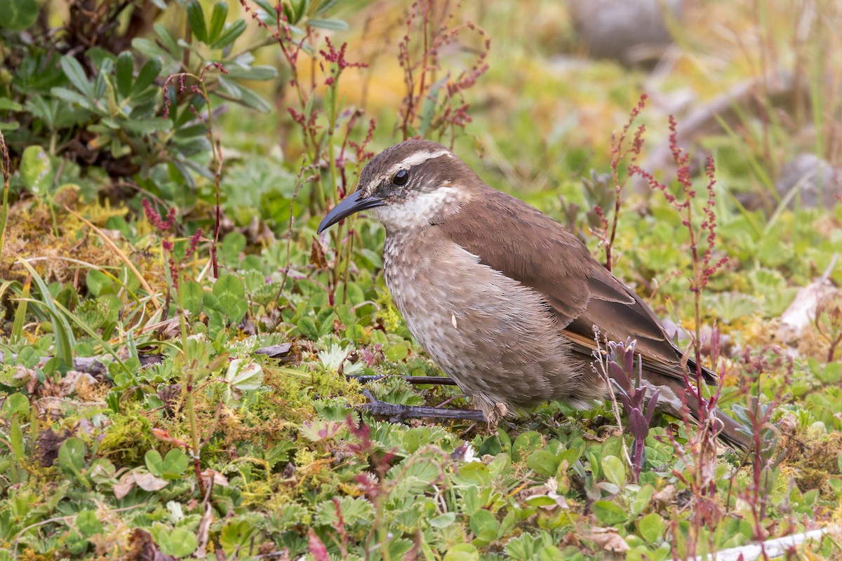 Stout-billed Cinclodes - ML622894961