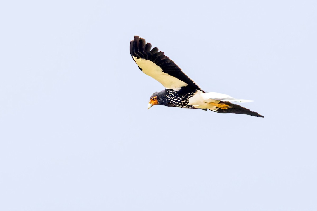 Carunculated Caracara - ML622894963