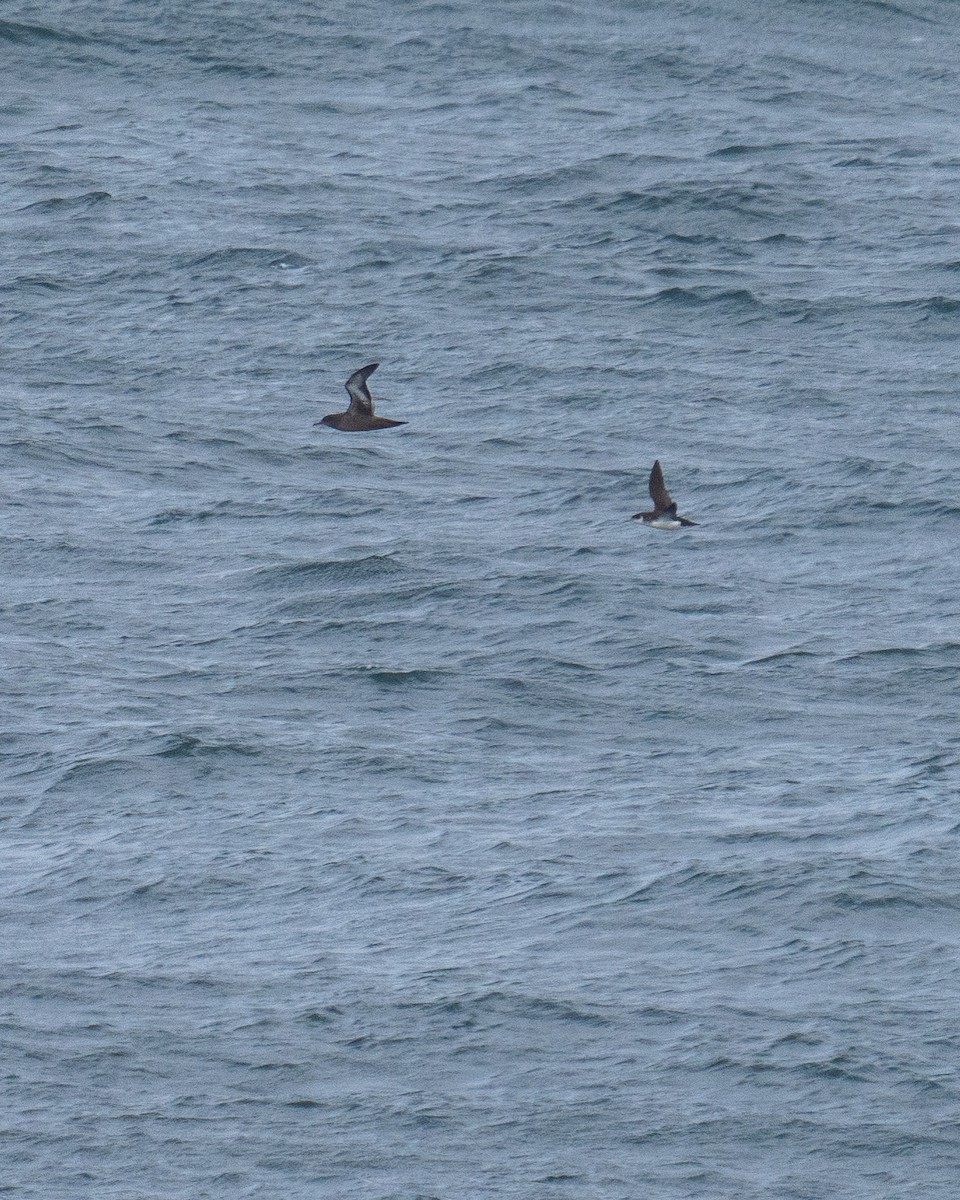 Sooty Shearwater - Aaron Long