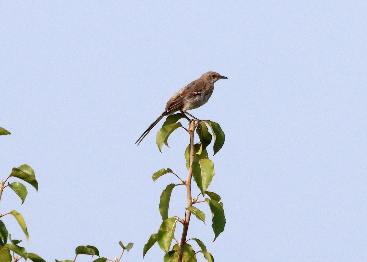 Northern Mockingbird - Bruce Arnold