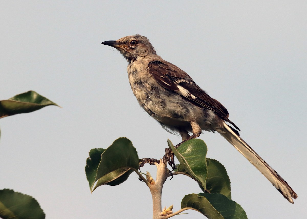 Northern Mockingbird - Bruce Arnold