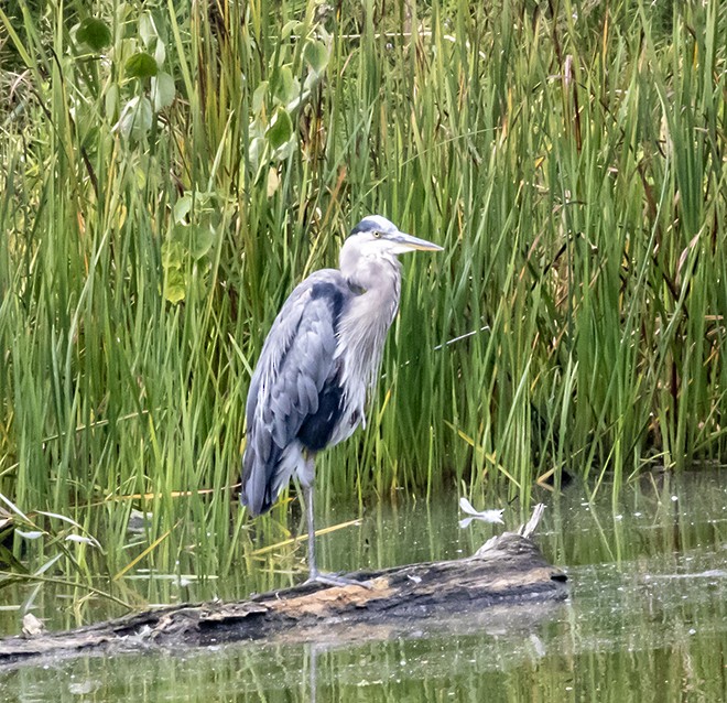 Great Blue Heron - ML622895020