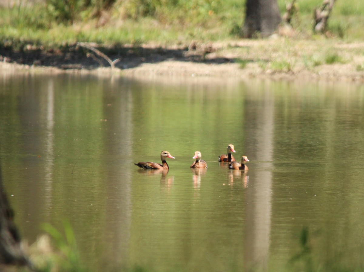 Black-bellied Whistling-Duck - ML622895050