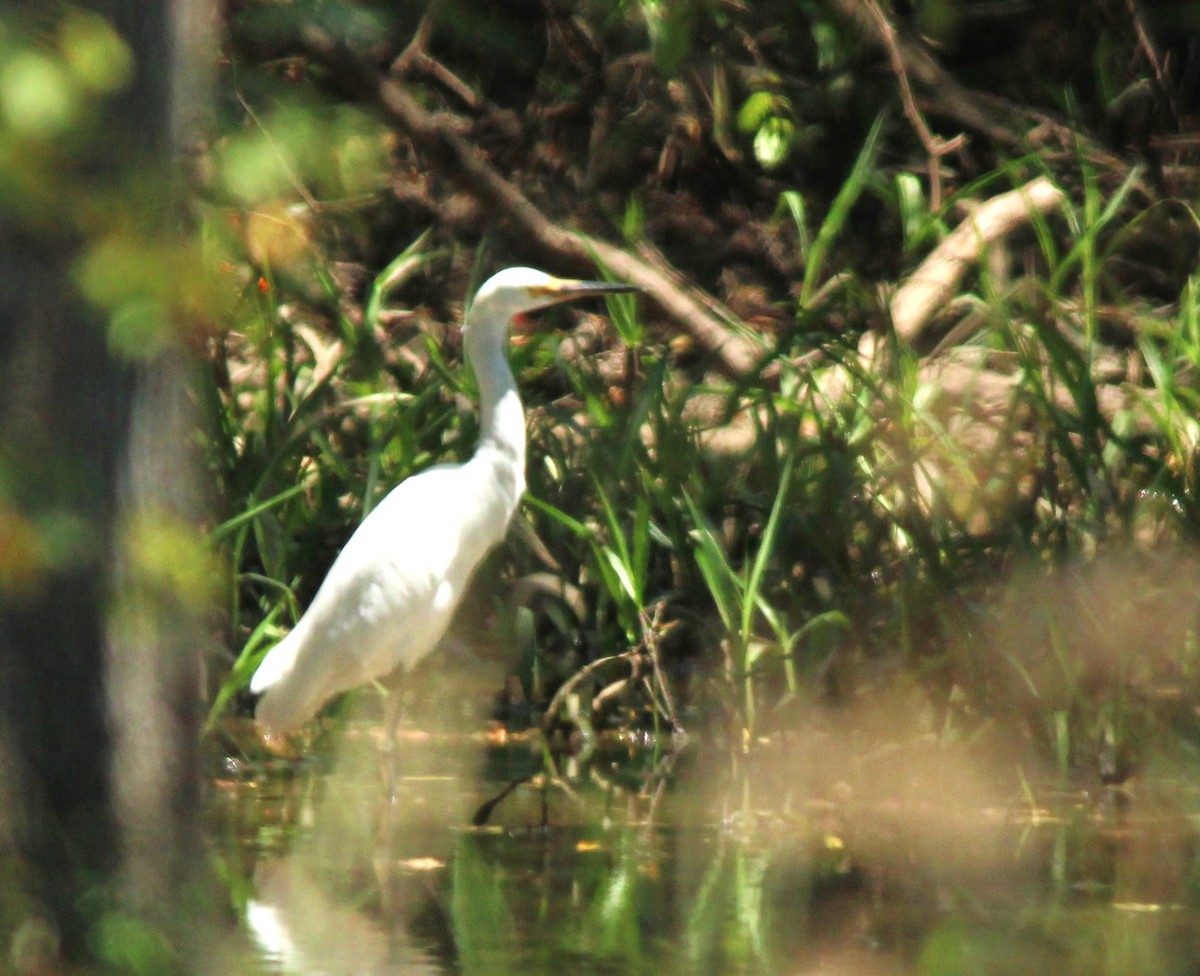 Snowy Egret - ML622895052