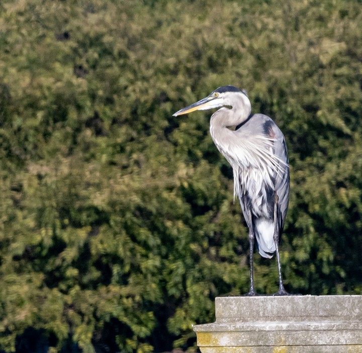 Great Blue Heron - ML622895097