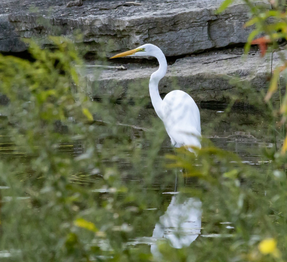 Great Egret - Anne Houle