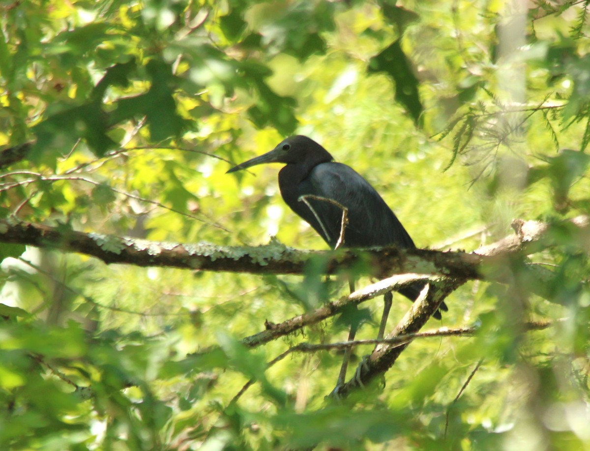 Little Blue Heron - ML622895124