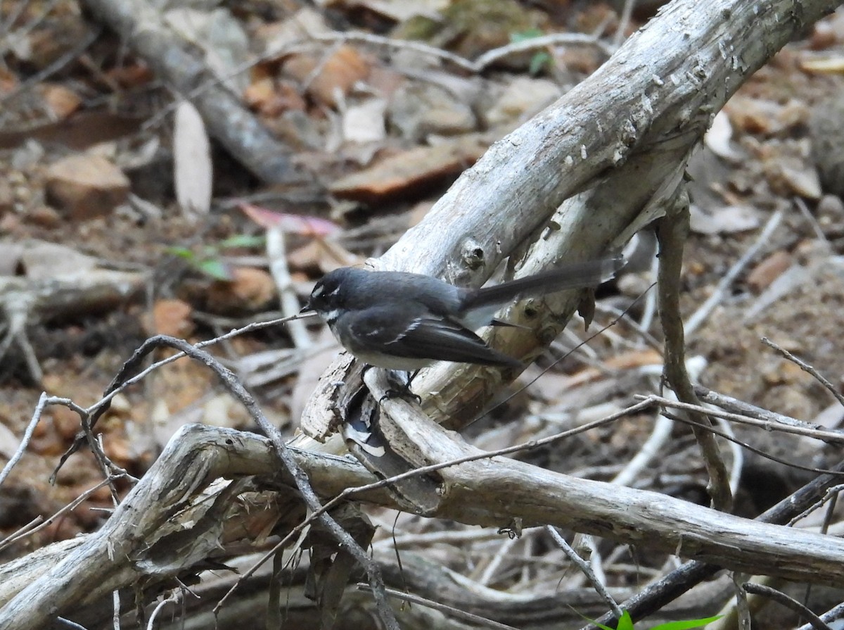 Gray Fantail - ML622895143