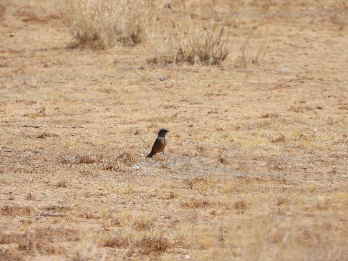 Say's Phoebe - ML622895201