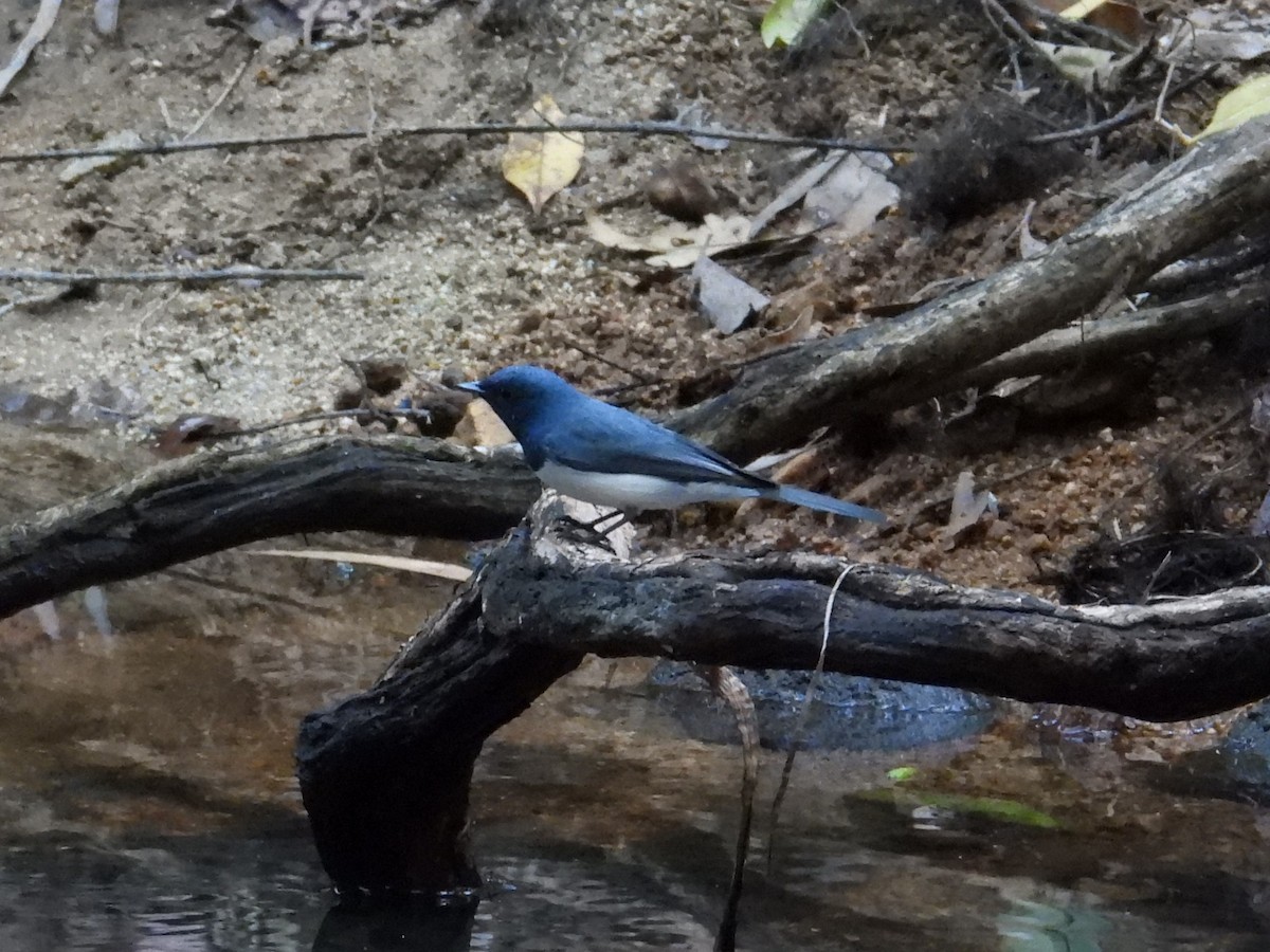 Leaden Flycatcher - ML622895204