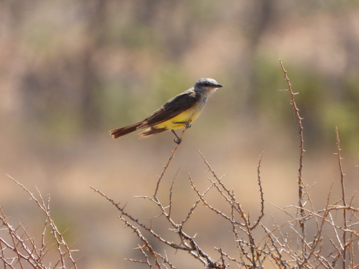 Western Kingbird - ML622895211