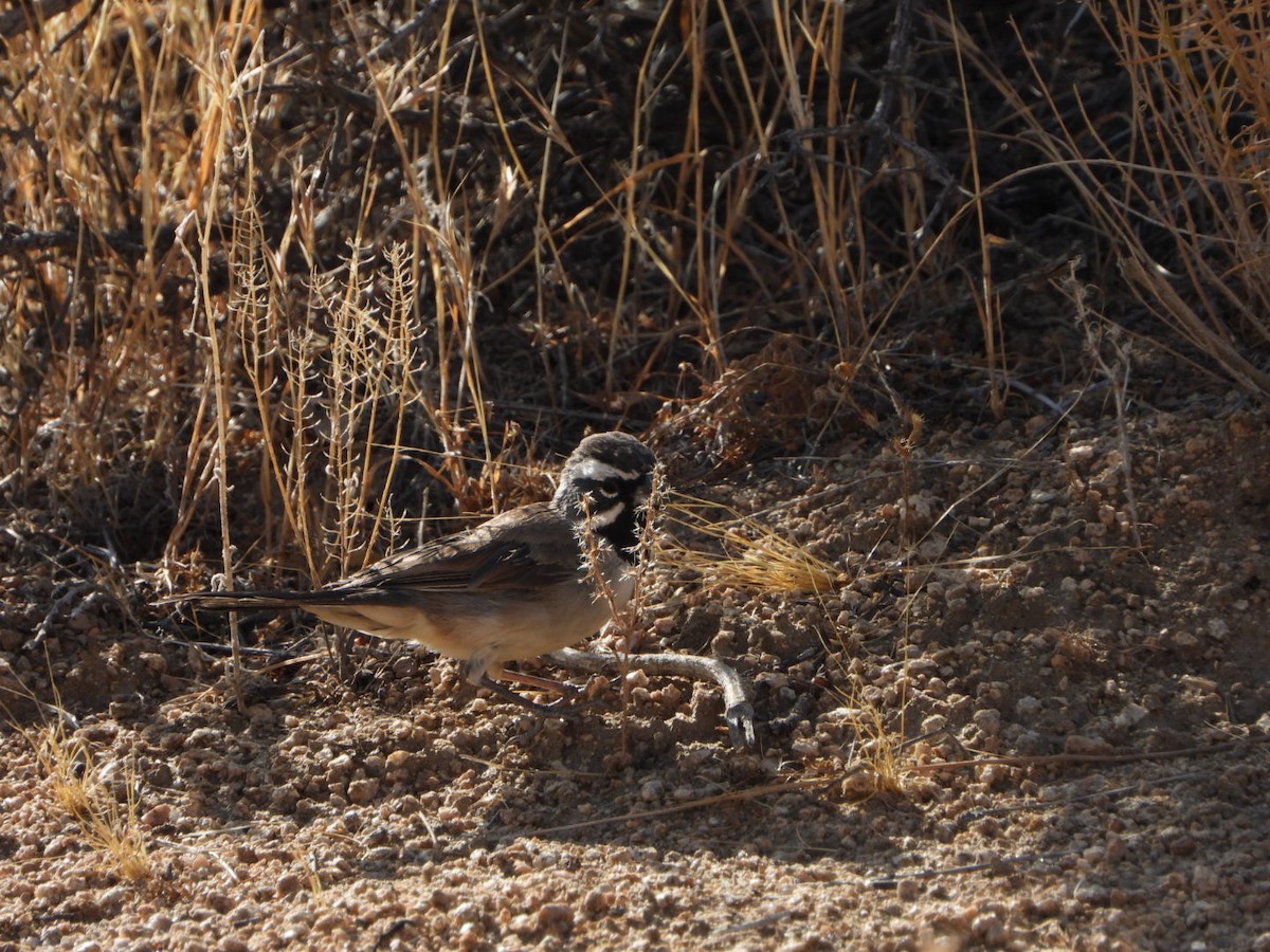 Black-throated Sparrow - ML622895217