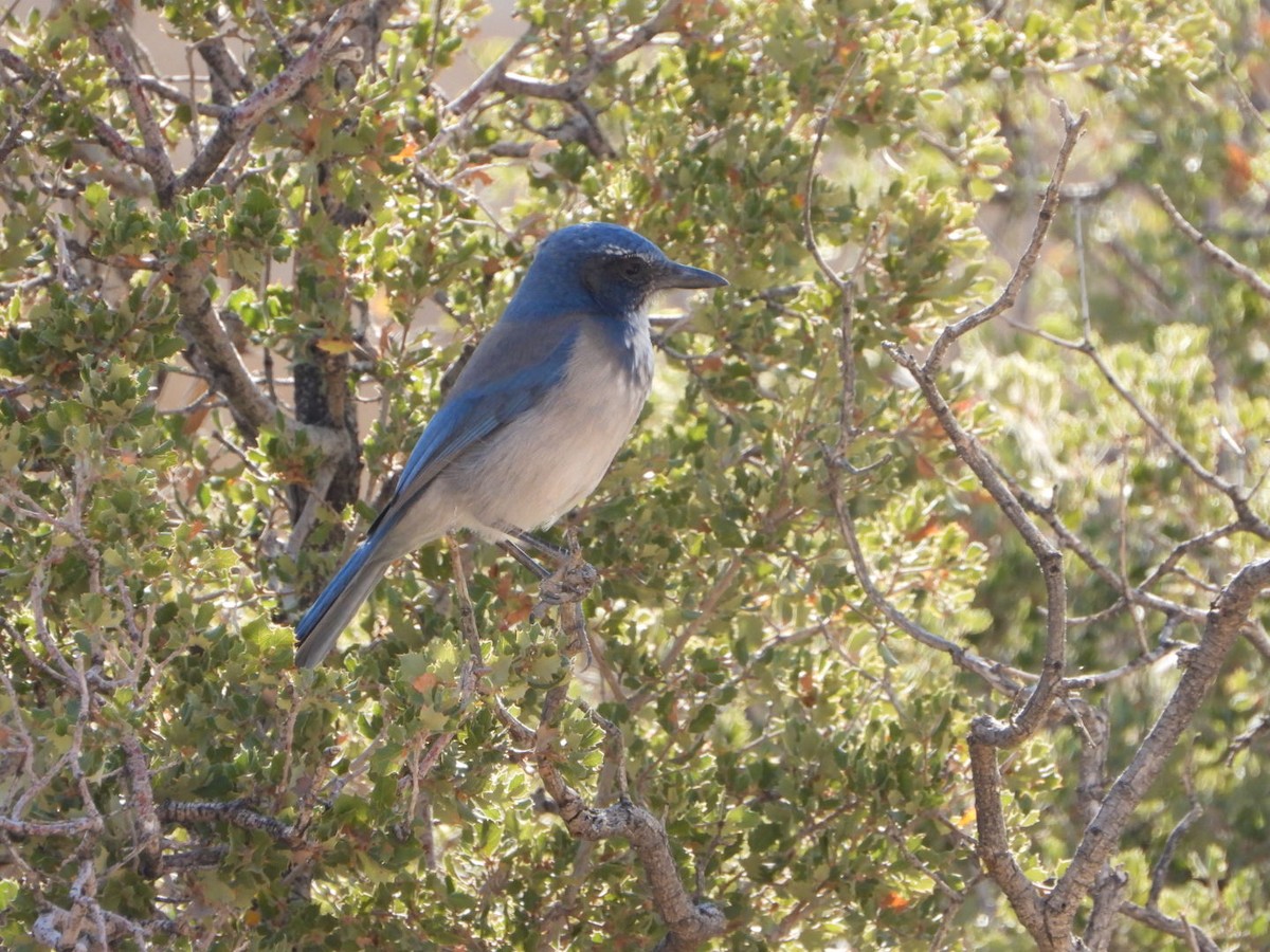 California Scrub-Jay - ML622895222