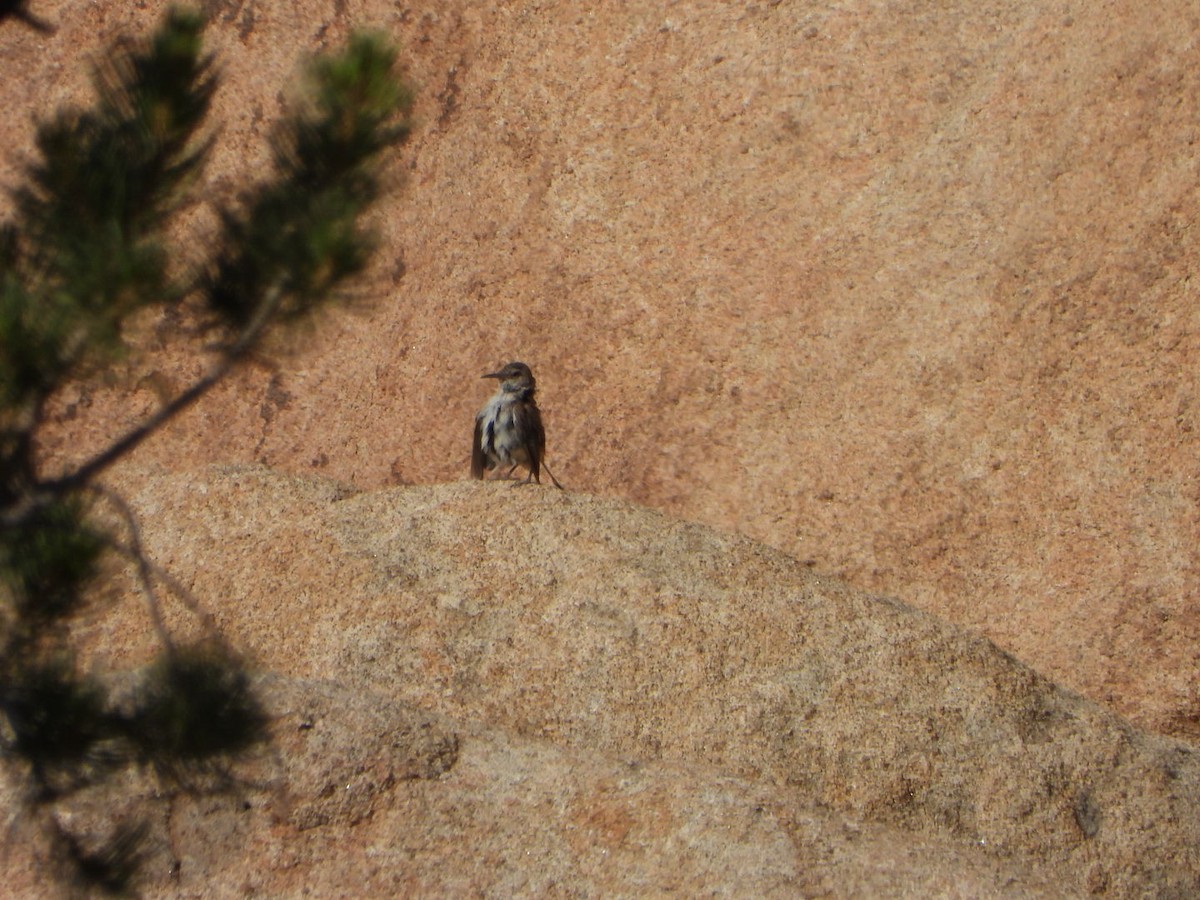 Rock Wren - ML622895228