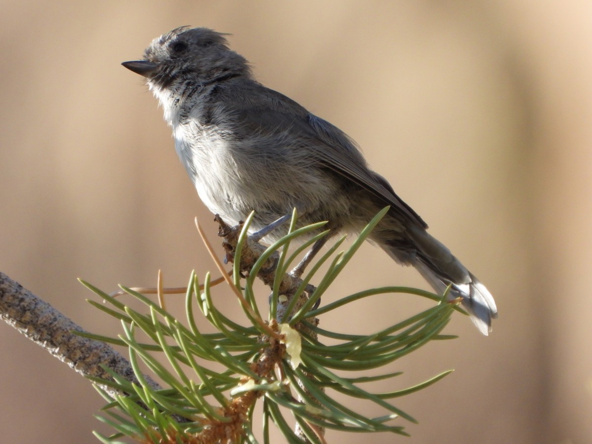 Oak Titmouse - ML622895233