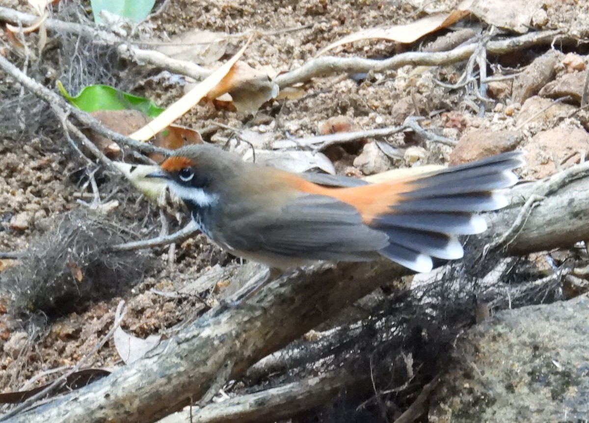 Australian Rufous Fantail - ML622895249