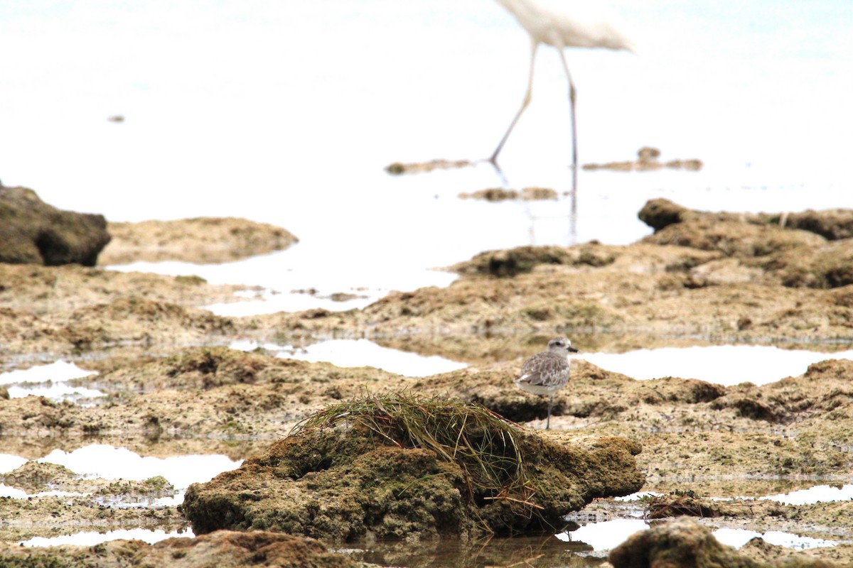 Black-bellied Plover - ML622895280