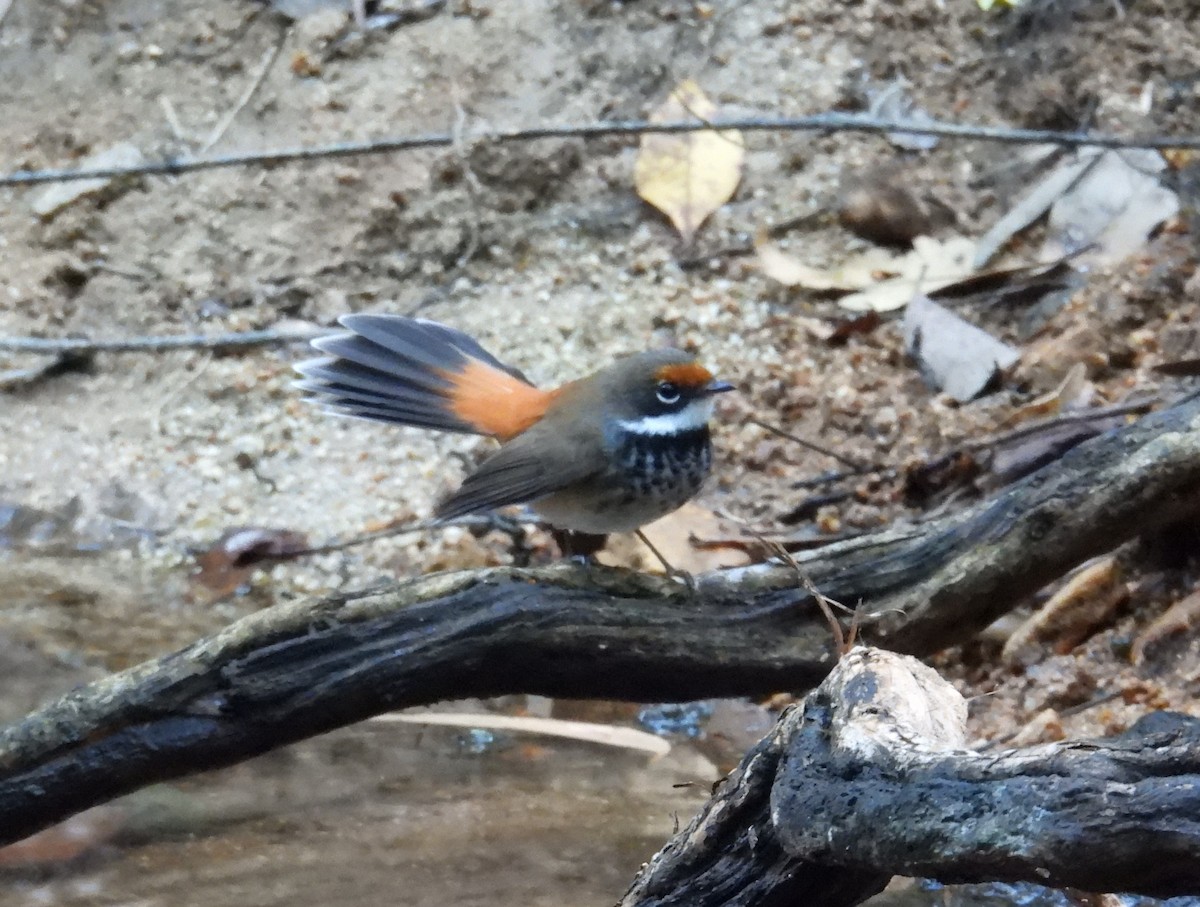 Australian Rufous Fantail - ML622895292
